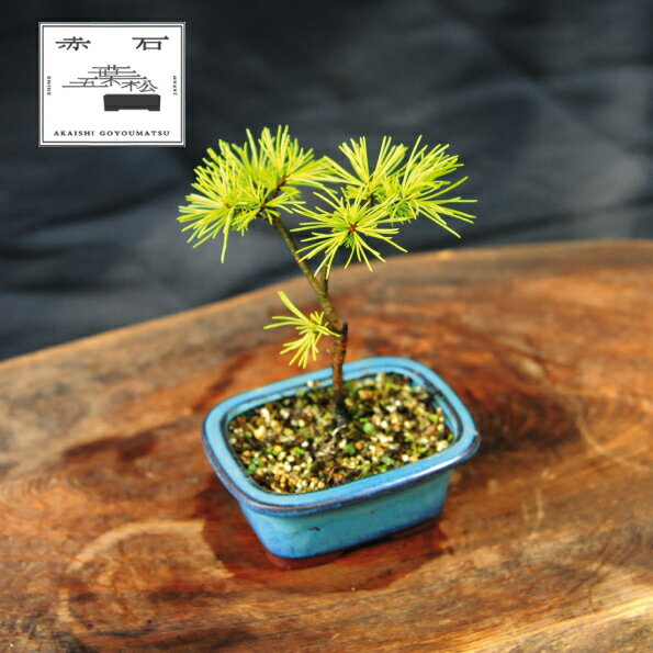 【ふるさと納税】 赤石の泉 赤石五葉松（鉢植え） F-150【現品限り】【配送地限定】