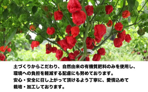キャロライナリーパー 超激辛一味唐辛子 4g×2個セット(計8g) キャロライナリーパー 唐辛子 調味料 一味唐辛子 国産 香り 調味料 スパイス 一味唐辛子 唐辛子 キャロライナリーパー 国産 激辛 大阪府高槻市/末延農園HARA [AOBE001] 超激辛スパイス 唐辛子粉 調理用 香辛料 国産唐辛子 ピリ辛 料理アレンジ 一味粉 手作り料理 激辛愛好家 調味料セット 家庭用 保存便利 人気