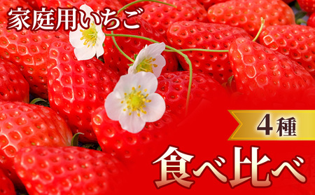 いちご 4種食べ比べ ご家庭用 福岡県産 果物 いちご【6〜15玉×4パック】