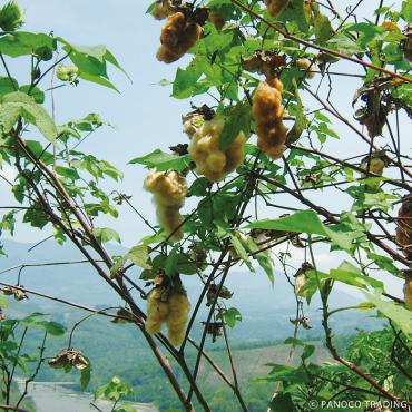 2重織りパジャマ　紳士M【オーガニックコットン100%】