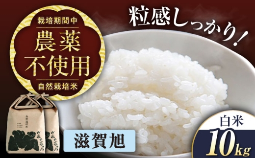 ＜先行予約＞【令和8年産 新米】自然栽培米 滋賀旭 10kg白米　滋賀県長浜市/株式会社お米の家倉 [AQCP042] 米 白米 10kg 滋賀旭 自然栽培米 滋賀県産 長浜市産 こめ 白米 精米 お米  食品 国産 炊きたて
