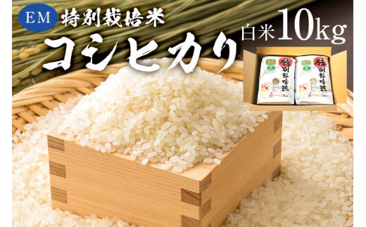 【2025年9月1日以降発送予定】白米　EM特別栽培米こしひかり10kg（5kg×2袋）【2025年産】 mi0068-0005【お米 精米 白米 こしひかり コシヒカリ おにぎり】