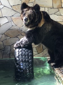 大内山動物園 入園券 大人１枚 ／ 動物園 チケット エサ付き 旅行 三重県 大紀町