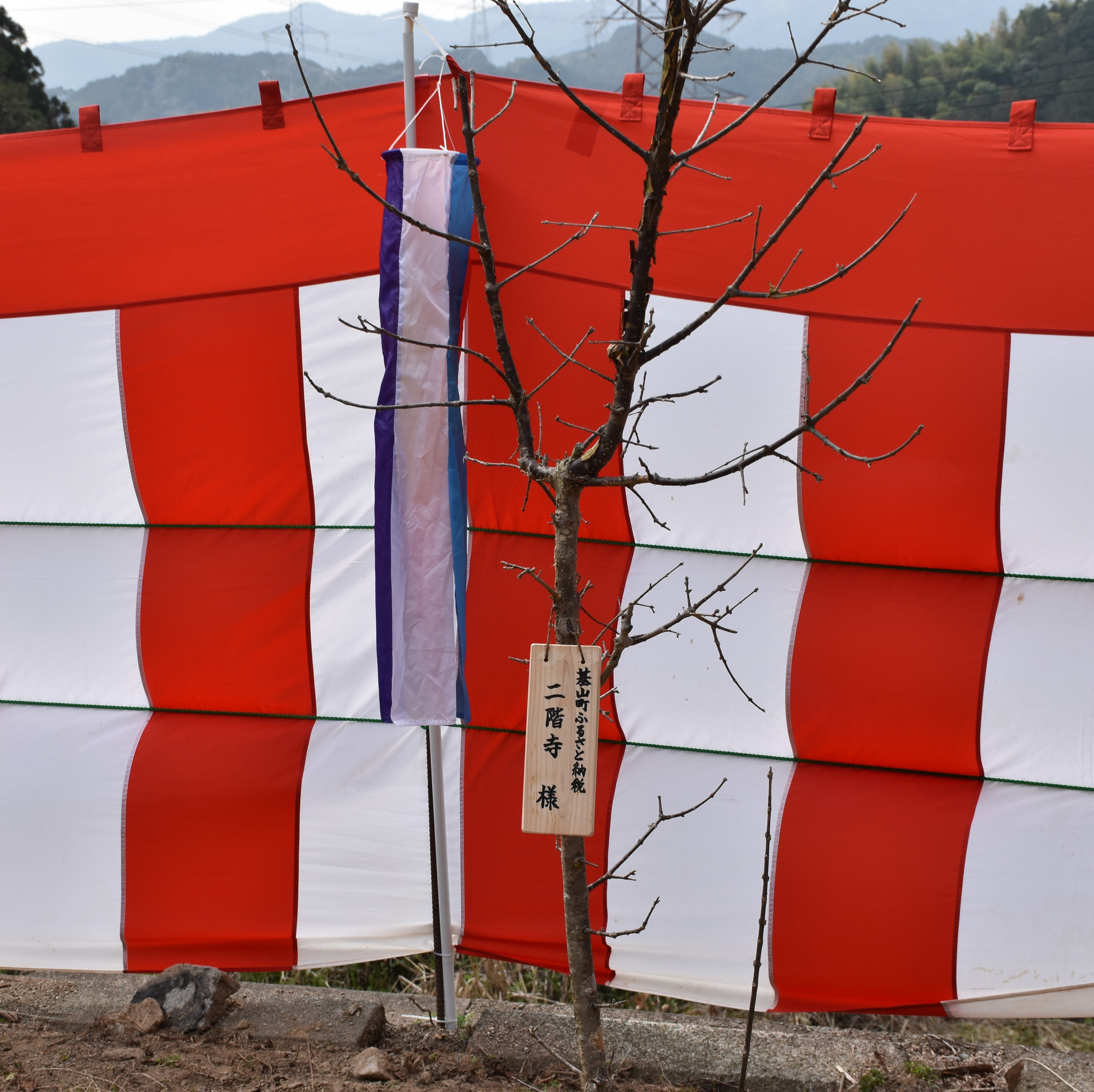
            ひとつばたごの木 30年オーナー権【オーナー ひとつばたごの木 なんじゃもんじゃの木 白い花 植樹 花見】 K069003
          