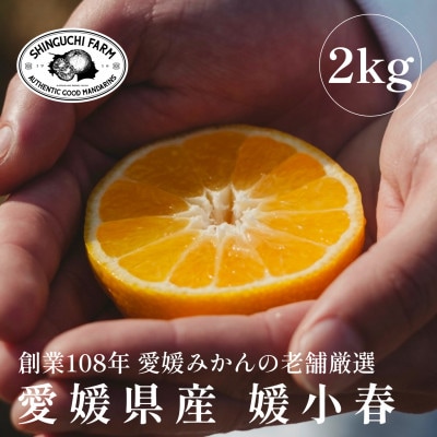 愛媛みかんの老舗厳選 【媛小春 2kg】【希少柑橘】『黄色いのに驚きの甘さ』新口農園【C70−60】【1592106】