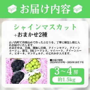 ぶどう シャインマスカット おまかせ2種 1.2kg ぶどう