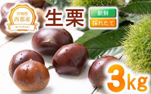 新鮮朝どれ国産生栗 3㎏ 西都市産＜1.4-23＞くり 栗  国産 生栗 果物 フルーツ 栗きんとん スイーツに　
