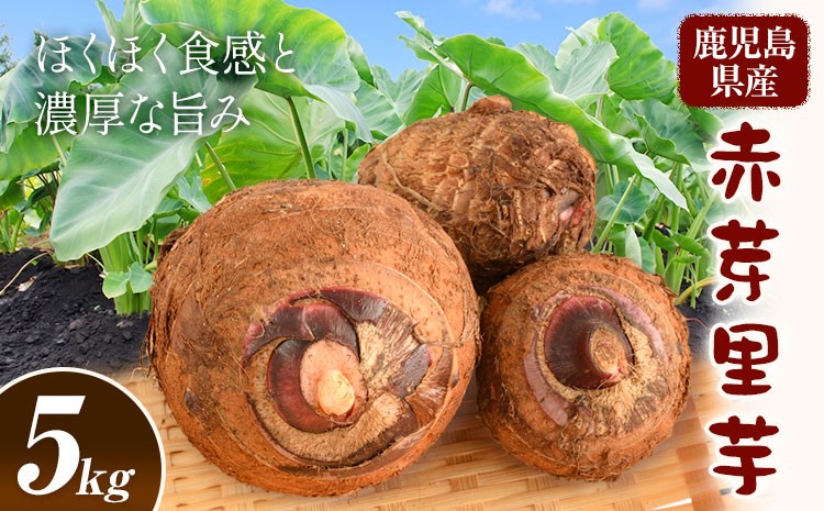 
                  赤芽里芋 5kg 芋 さといも かじや農産《12月上旬-3月末頃出荷》鹿児島県 さつま町 野菜 いも
                