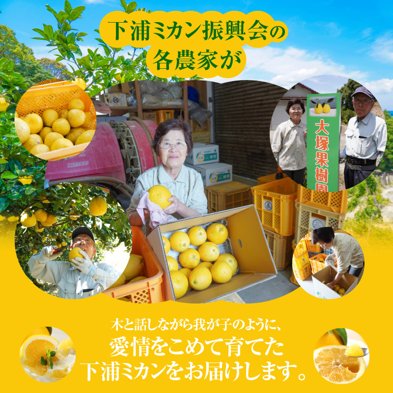 S040-023_【2025.6月発送】農家の手摘みあまくさ木成り晩柑 　約9kg 2025.6月発送