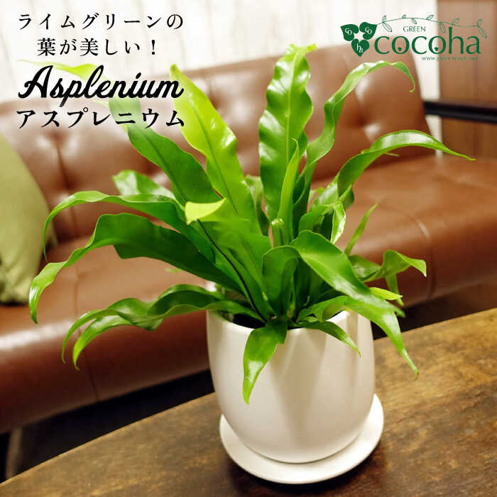 ライムグリーンの葉が美しい！『 アスプレニウム 』 観葉植物 糸島市 / cocoha [AWB027] 観葉植物 グリーン 緑 インテリア 雑貨 暮らし 植物 室内 おしゃれ ギフト