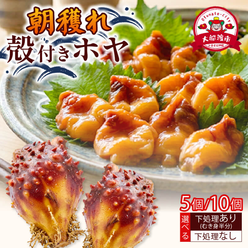 【ふるさと納税】 冷蔵 ホヤ 5個 10個 下処理可 [発送:4月下旬～8月中旬頃] 産地直送 期間限定 殻付き ほや さしみ 刺し身 刺身 サシミ 海鞘 串焼き フライ ごはん 夕飯 おかず おつまみ 晩酌 海産物 海鮮 魚介類 珍味 大船渡 被災 災害 サンライズ丸榮 三陸 岩手県 国産