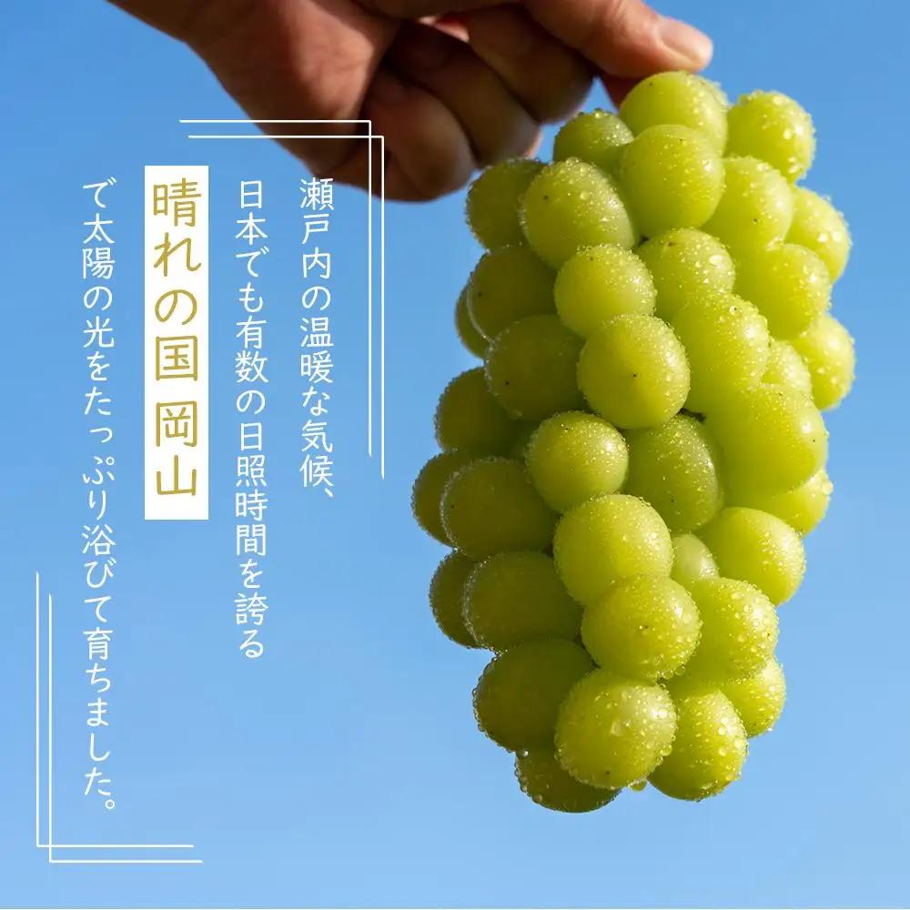 岡山県産 ぶどう  2026年発送 ご家庭用 シャインマスカット 晴王約1.5kg （3～6房）フルーツ 果物 | シャインマスカット