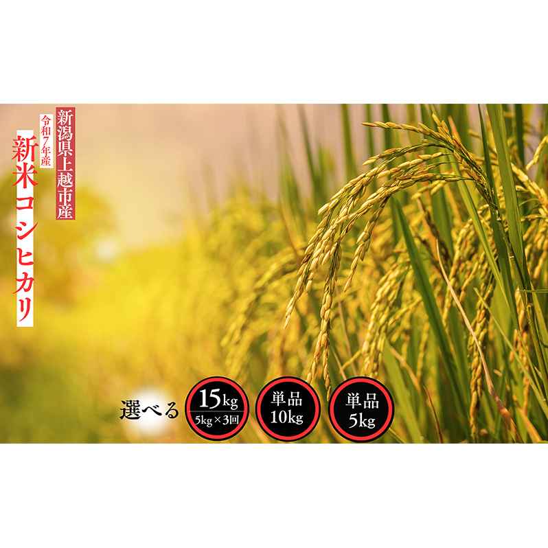 【ふるさと納税】新米 令和7年産 新潟県 上越市産 コシヒカリ 10kg 10キロ 精米 米 お米 白米