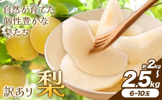 【先行予約】梨 訳あり梨 約2kg-2.5kg(6-10玉) 《2026年8月下旬-10月下旬頃出荷》 株式会社Foody’s なし 和梨 フルーツ 果物 ご家庭用 不揃い キズあり 菊池市産 熊本県産 九州産