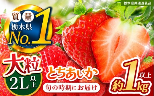 苺 いちご 大粒とちあいか 約1000g【栃木県共通返礼品】 栃木県 下野市