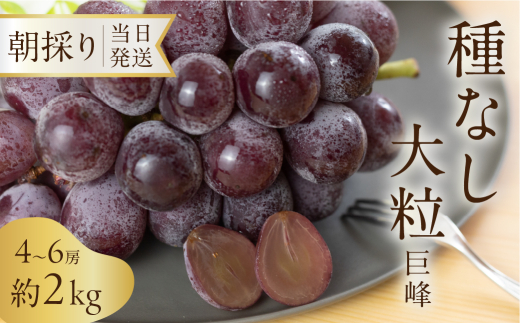 《先行予約》 種なし巨峰 約2kg 朝採り 当日発送 種なし 巨峰 大粒 果物 フルーツ ブランド 産地直送 生産者直送 農家直送 葡萄