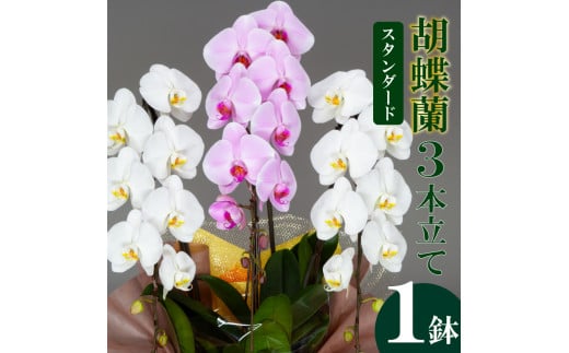 須崎洋蘭園 胡蝶蘭 紅白 3本立て スタンダード