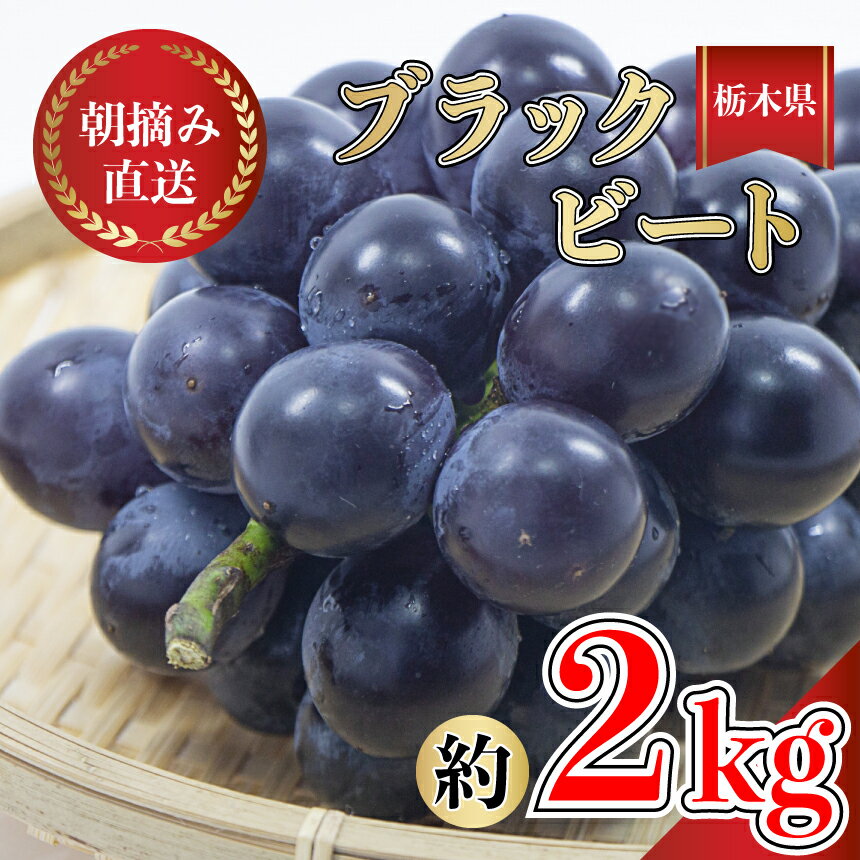 【ふるさと納税】楽天限定 ブラックビート ぶどう 黒ぶどう | 朝摘み直送 ブドウ 葡萄 フルーツ 甘い 人気 おいしい 　お取り寄せ スイーツ 甘い ご褒美 国産 真岡市 栃木県 限定 送料無料