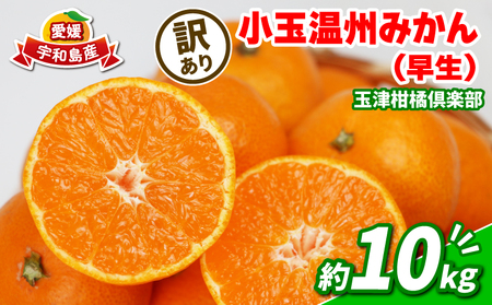 みかん 訳あり 小玉 温州みかん 早生 10kg 玉津柑橘倶楽部 訳あり OR FN-SupportProject OR 増量 OR 年末企画 訳あり OR FN-SupportProject OR 増量 OR 年末企画 訳あり OR FN-SupportProject OR 増量 OR 年末企画 B010-072030