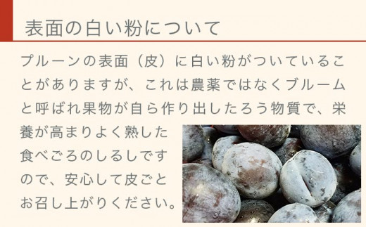長野県産 旬のプルーン 約2kg ［小布施屋］ 生プルーン 果物 フルーツ 令和8年産 【2026年8月上旬～9月発送】 ［A-219］