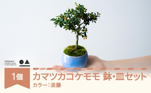 【鉢皿色・淡藤】　カマツカコケモモ  鎌柄苔桃  盆栽 植物 石木花 sw-bokmx380 ※沖縄・離島への配送不可