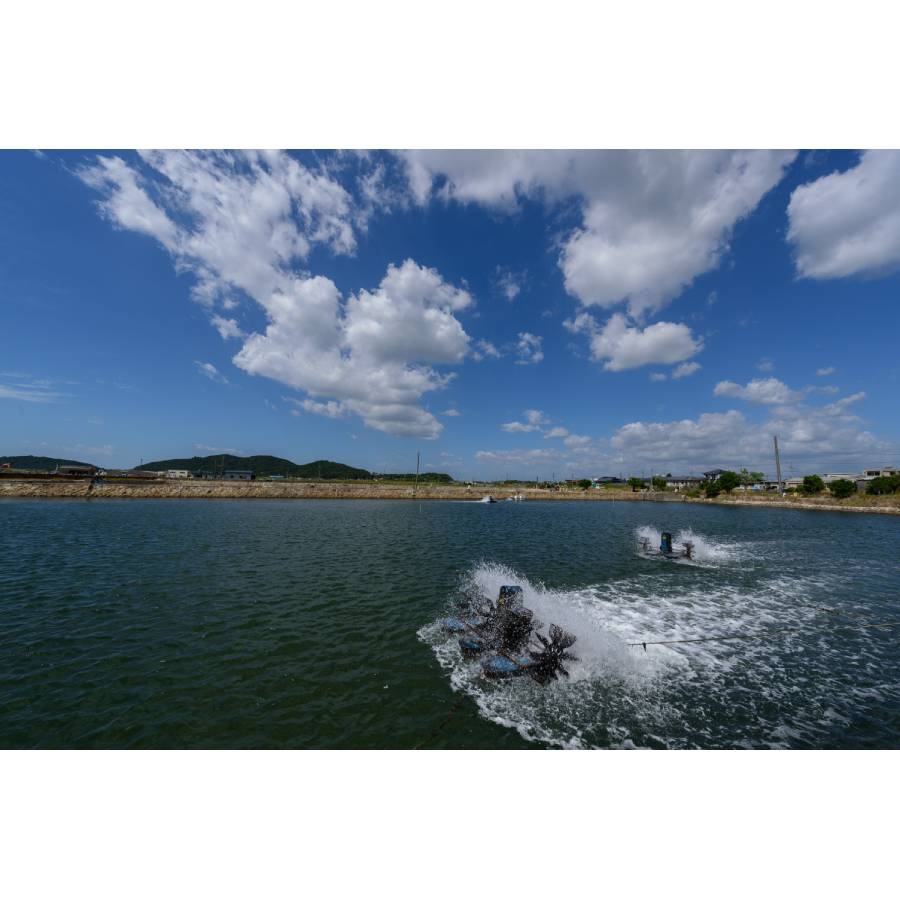 ＜旭水産＞秋穂産活き〆「車海老」冷凍400g【3ヵ月定期便】