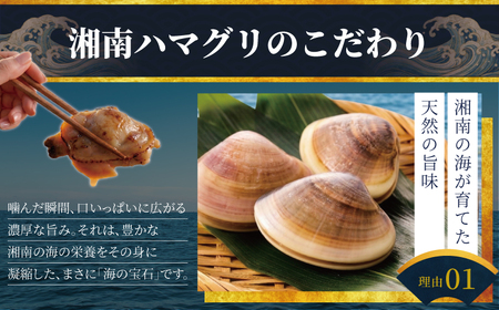 はまぐり  LLサイズ  1.4kg 【湘南はまぐり】