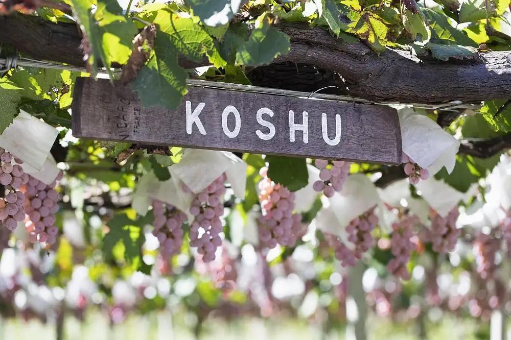ワイン トラディショナル スパークリング KAKITSUBATA｜ワイン スパークリングワイン 山梨 国産ワイン ルミエール 国産ワイン ルミエール