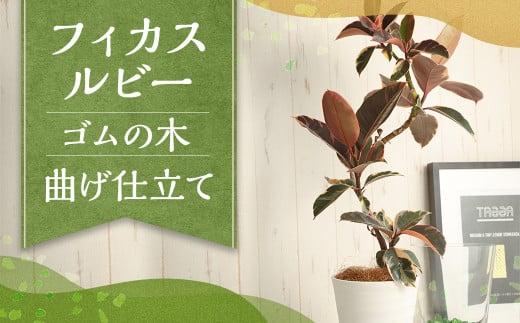 フィカスルビー（ゴムの木）曲げ仕立て 観葉植物 ゴムの木 ルビー 植物 プラント 園芸 ガーデニング インテリア お家時間 癒し インドアグリーン 熊本 益城町