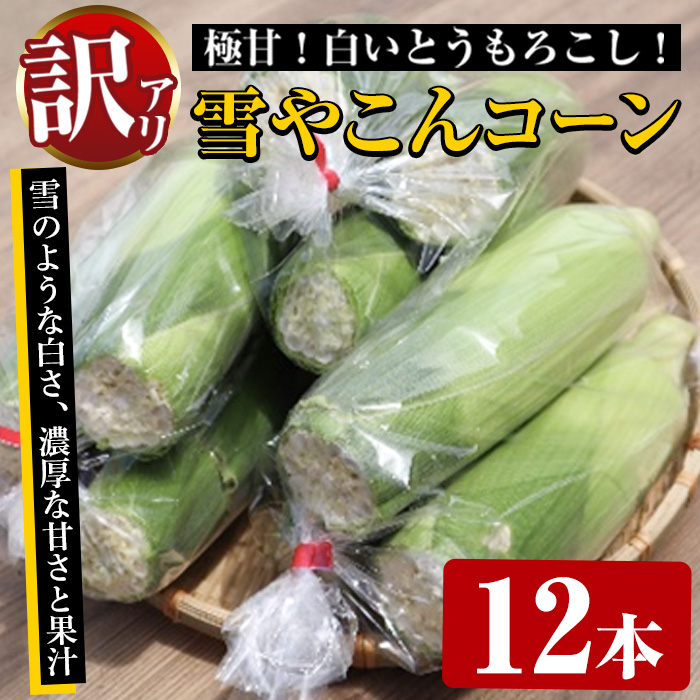 ＜2024年7月上旬以降順次発送予定＞訳あり！数量限定！極甘！白いとうもろこし「雪やこんコーン」(12本) 国産 トウモロコシ 玉蜀黍 ホワイト コーン 野菜 糖度 夏 イネ科 数量限定 期間限定 訳アリ【うとさんち】a-13-37