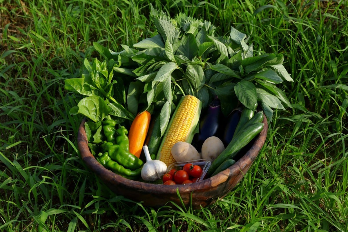 
                  【先行予約：選べる配送月】てんとうむしばたけ オーガニック野菜セット 有機野菜6～7種前後　｜京都 京丹後産 旬のやさいセット 栄養たっぷり 野菜の詰合せ 有機JAS認証 農家さんの愛情たっぷり 朝採り野菜　BR00057_05～_12
                