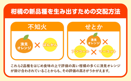 清見オレンジ 2kg ときわオンライン【先行予約】