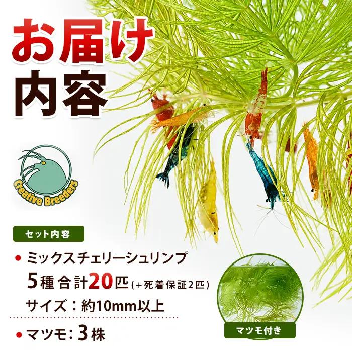 【10営業日以内に発送】自家繁殖ミックスチェリーシュリンプ20匹＋マツモ付き (アクアファームはくと/IB167-001)