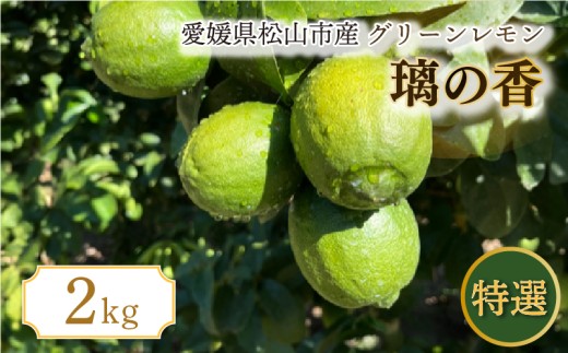 【2026年9月中旬頃から順次発送】特選 グリーン璃の香 M・L 2kg | 果物 くだもの フルーツ グリーンレモン ぐりーんれもん  