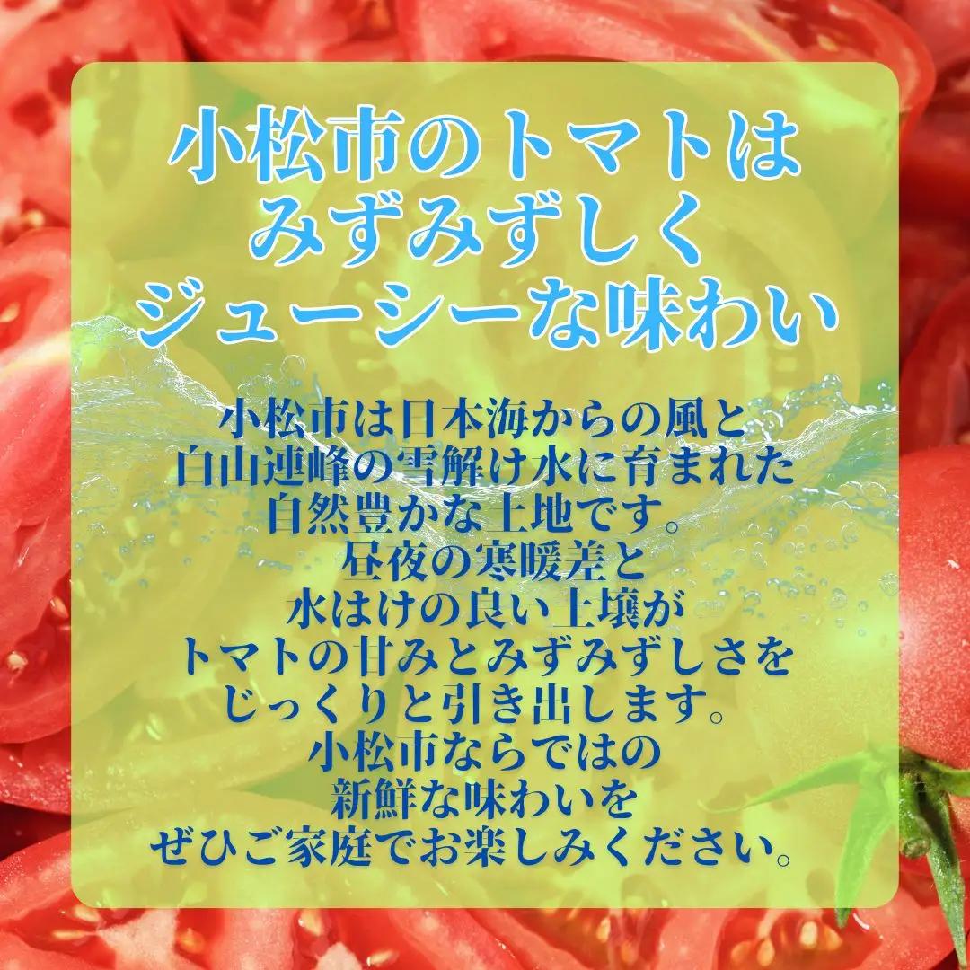 春トマト  20玉～24玉（約4kg）小松産 野菜 春とまと | 石川県 小松市【JAあぐり】