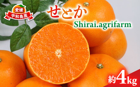 せとか 約4kg L~3L サイズ Shirai.agrifarm 先行予約 みかん 高級柑橘 柑橘の 大トロ 愛媛ミカン 愛媛蜜柑 mikan 柑橘 果物 くだもの フルーツ 高級 ブランド 濃厚 甘い 甘味 蜜柑 産地直送 農家直送 数量限定 国産 愛媛 宇和島 B020-115006