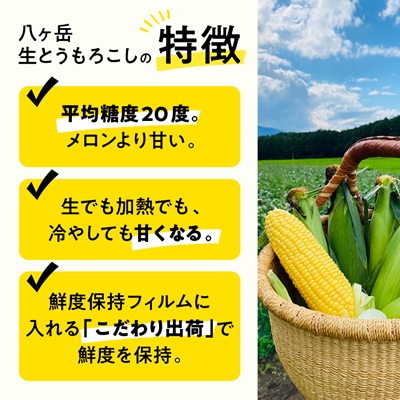 【発送月固定定期便】【先行受付】朝採れ 八ヶ岳生とうもろこし 10本全2回【配送不可地域：離島】