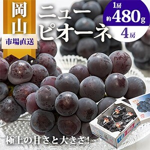 【2025年発送】岡山県産　ニューピオーネ4房(1房480g以上・合計約2kg)【配送不可地域：離島・北海道・沖縄県】【1281357】