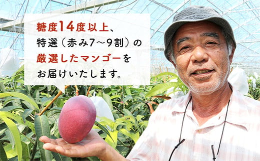 【限定20セット】今帰仁マンゴー「匠」2kg【2025年7月～8月上