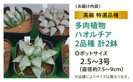 多肉植物 高級ハオルチア2品種2鉢セット 室内 植物 セット ハオルシア クリスタルプランツ 三次市/園芸王国パスタイム[APCJ007]