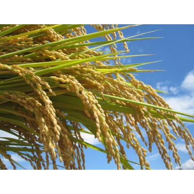 ふるさと納税 新庄市 【毎月定期便】米の匠みのりガーデン/金賞受賞農家の【特上 雪若丸】5kg全6回 |  | 02