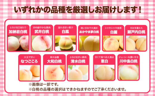 先行予約 岡山県産 白桃（1玉220g以上8玉入りロイヤル） 桃 もも 果物 フルーツ 令和8年産先行受付《2026年7月中旬-8月下旬頃出荷》【配送不可地域あり】H-25b