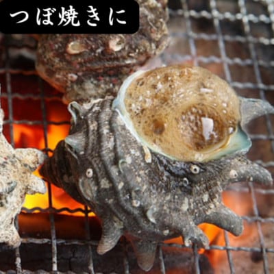 サザエ 約2kg(16個～30個)【配送不可地域：離島・北海道・沖縄県・東北】