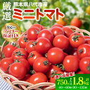 【ふるさと納税】【先行予約】 【選べる内容量】 厳選ミニトマト 750g～1.8kg トマト 甘い 野菜 プチトマト サラダ スイーツ 生野菜 旬 冷蔵 八代市産 国産 熊本県 九州 送料無料 【2024年12月上旬より順次発送】