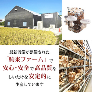 駒来ファームの 極上・肉厚 生しいたけ［ 極上しいたけ 肉厚しいたけ 生しいたけ 生シイタケ 生椎茸 安心しいたけ（椎茸） 安全しいたけ（椎茸） 国産しいたけ（椎茸） 採れたてしいたけ（椎茸） 新鮮し