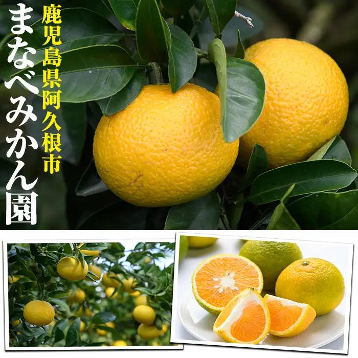 ＜先行予約受付中！2027年2月上旬以降順次発送予定＞訳あり！まなべみかん園の紅八朔(約10kg) 国産 鹿児島県産 阿久根市産 柑橘類 みかん 蜜柑 果物 ミカン デザート フルーツ 数量限定 期間