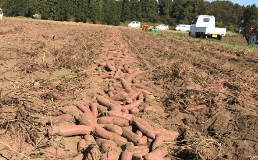 茨城県産小芋の冷凍焼き芋 べにはるか 2kg 紅はるか 熟成 焼き芋 2kg 国産 冷凍 焼きいも 冷やし 茨城 紅 はるか ねっとり やきいも 取り寄せ さつまいも 無添加 茨城県産 芋 スイーツ 