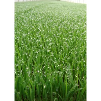 ふるさと納税 十日町市 【令和7年産】魚沼川西産こしひかり　鶴の米5kg(精米) |  | 01