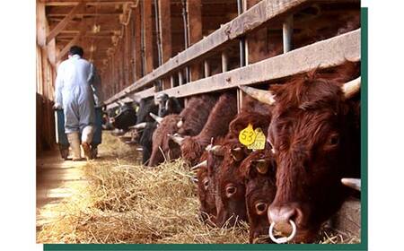 山形県産短角牛＆米澤豚一番育ちハンバーグ8個セット（100g×8個）総量800g F2Y-6540