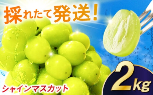 
                  【2026年発送】シャインマスカット 2kg / 佐賀県 / リフルット株式会社 [41ABAA014]
                